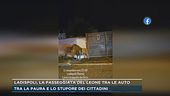 Ladispoli, la passeggiata del leone tra le auto