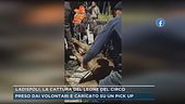 Ladispoli, la cattura del leone del circo