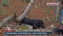 Giulia, il corpo trovato dal cane Jageer