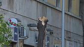 Teresa, uccisa da un albero crollato a Roma