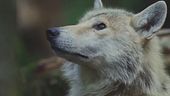 Lupi in città, ultimo avvistamento a San Miniato
