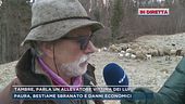 Tambre, parla un allevatore vittima dei lupi