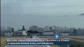 Belluno, cervo con un balzo attraversa la strada