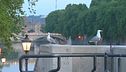 Roma invasa dai gabbiani, disagi e polemiche