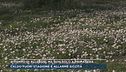 E' tempo di allergie, ma non solo a primavera