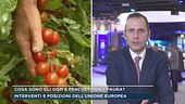Cosa sono gli Ogm e perchè fanno paura?