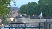 Invasione gabbiani a Roma, nidi e aggressioni