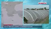 Novellara, dalle serre dove è stata portata Saman
