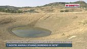 Caltanissetta, dal laghetto ridotto a una pozza di fango