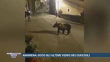 Amarena: ecco gli ultimi video dei cuccioli