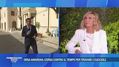 Orsa Amarena: corsa contro il tempo per trovare i cuccioli