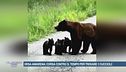 Orsa Amarena, uno dei simboli del Parco Nazionale D'Abruzzo