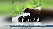 Orsa Amarena, uno dei simboli del Parco Nazionale D'Abruzzo