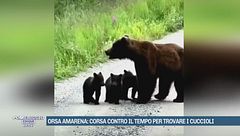Orsa Amarena, uno dei simboli del Parco Nazionale D'Abruzzo