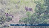 La ricerca dei cuccioli di orsa Amarena