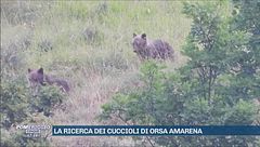 La ricerca dei cuccioli di orsa Amarena