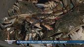 Cos'è il granchio blu che sta invadendo i nostri mari?