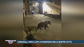 Cinghiali, orsi e lupi a passeggio nelle nostre città