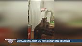 L'orsa Gemma ruba una torta dall'Hotel di Scanno