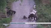 Il mistero dell'orsa morta in Trentino