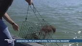Granchio blu, emergenza a Porto Tolle