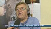 Caso Bambotto, "Era il più bello e anche i cacciatori lo proteggevano"