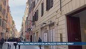 Roma, cane precipitato da un palazzo: cosa non torna?