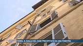 Roma, il giallo del cane precipitato da una finestra