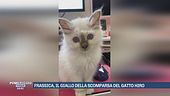 Frassica, il giallo della scomparsa del gatto Hiro