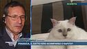Frassica, il gatto Hiro scomparso o rapito?
