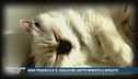 Nino Frassica e il giallo del gatto sparito a Spoleto