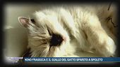 Nino Frassica e il giallo del gatto sparito a Spoleto