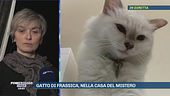 Gatto di Frassica, nella casa del mistero