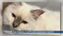 Nino Frassica, il gatto Hiro scomparso o rapito?