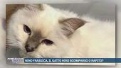 Nino Frassica, il gatto Hiro scomparso o rapito?
