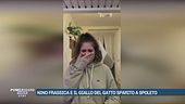 Gatto sparito, gli appelli della famiglia Frassica