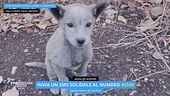 "Salvami subito": un sms per salvare un animale abbandonato