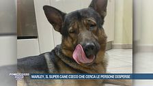 Marley, il super cane cieco che cerca le persone disperse