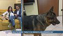 Marley, il cane cieco che salva la vite alle persone