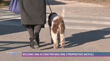 Bolzano: dna ai cani per multare i proprietari incivili