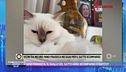 Nino Frassica, il giallo del gatto Hiro: scomparso o rapito?