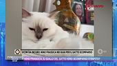 Nino Frassica, il giallo del gatto Hiro: scomparso o rapito?