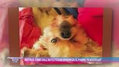 Getta il cane dall'auto, figlia denuncia il padre: "E' stato lui"