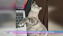 Gatti superstar, padroni di casa e divi sui social