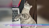 Gatti superstar, padroni di casa e divi sui social