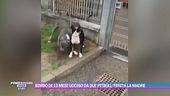 Bimbo di 13 mesi ucciso da due pitbull, ferita la madre