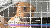 Bimbo ucciso da due cani, i dati: "70mila aggressioni ogni anno"