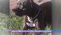 Bimbo di 5 mesi ucciso dal pitbull: "Era in braccio alla nonna"