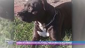 Bimbo di 5 mesi ucciso dal pitbull: "Era in braccio alla nonna"