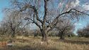 La Xylella che uccide gli ulivi